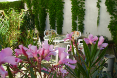 Garten31.8.16-7